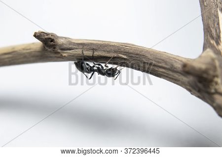 Ant Mimicking Jumping Spider(myrmarachne Japonica) On A Branch