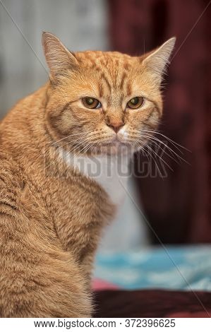 Plump Red Cat Close Up Indoor Photo