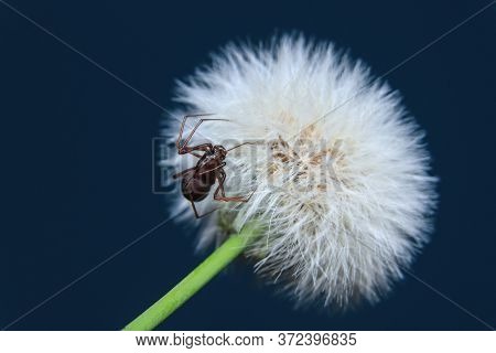 Brown Spitting Spider (scytodes Fusca) Siting On A Dandelion