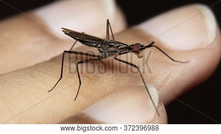 Cactus Flies (neriidae) On Finger Stock Photo