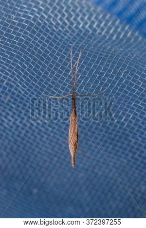 Crane Fly (tipulidae) Top View Siting On A Net