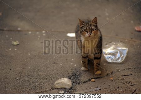 Striped Homeless Cat On The Street Close Up