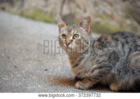 Striped Homeless Cat On The Street Close Up