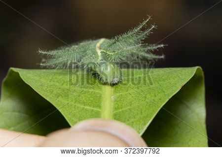Mango Baron Caterpillar(euthalia Aconthea) Closeup Face On A Mango Leaf