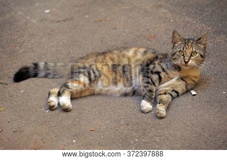 Tricolor Cat Lies On The Asphalt Close Up
