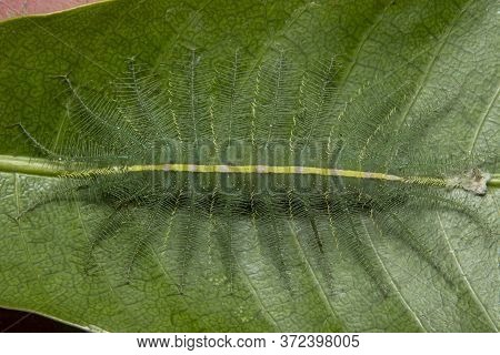 Mango Baron Caterpillar(euthalia Aconthea) On A Mango Leaf