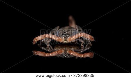 Scorpion (lychas Tricarinatus) Front View On A Glass