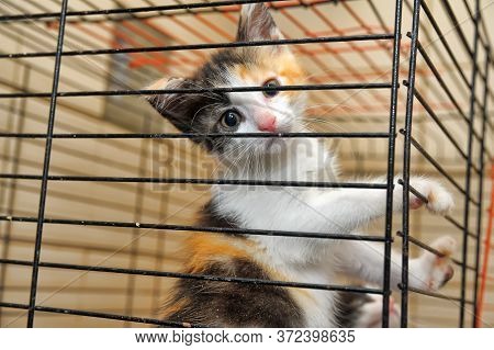 Cute Kitty In Cage, Kittens From An Animal Shelter