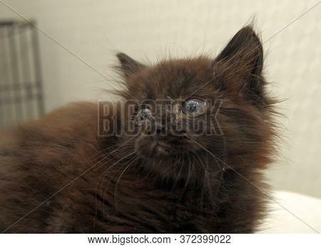 Black Fluffy Frightened Kitten In A Shelter