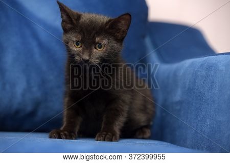 Cute Black Kitten On A Blue Background