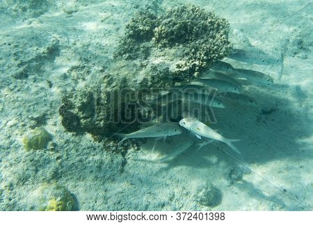 View Of Tropical Fishes In Ouvea