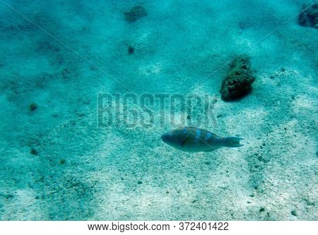 View Of Tropical Fishes In Ouvea