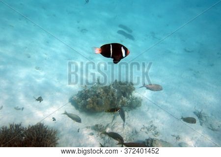 View Of Tropical Fishes In Ouvea