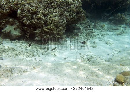 View Of Tropical Fishes In Ouvea, New Caledonia
