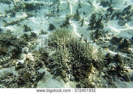 A Marine Life View With Corals