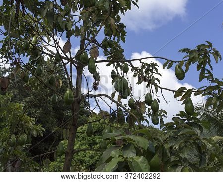 A Photo Of A Mango Tree