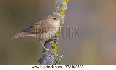 Eurasian Reed Warbler, Acrocephalus Scirpaceus. Early Morning, An Adult Bird Sits On A Beautiful Dry