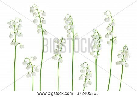 Lilly Of The Valley Flowers Isolated On White Background With Clipping Path And Full Depth Of Field