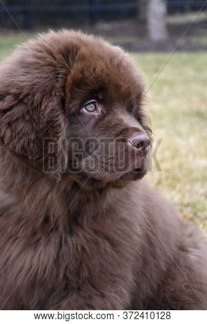 Adorable Chocolate Brown Newfoundland Puppy Dog Sitting.