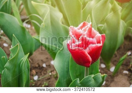 Beautiful Red Flowers Fringed Tulips Canasta In A Sunny Garden. Spring Flower. Soft Selective Focus