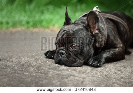 A Domestic Dog Lies On The Ground With A Sad Face. A Black French Bulldog Is Sad Because Hes Been Sc