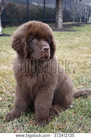 Cute Brown Newfoundland Puppy Dog Sitting In Grass.