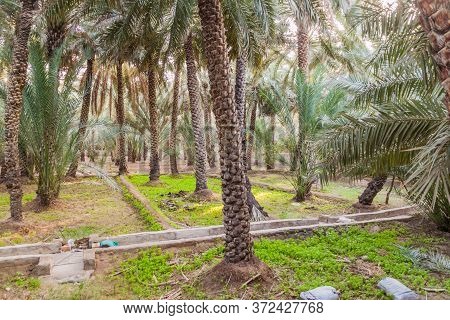 Palms In Al Ain Oasis, United Arab Emirates