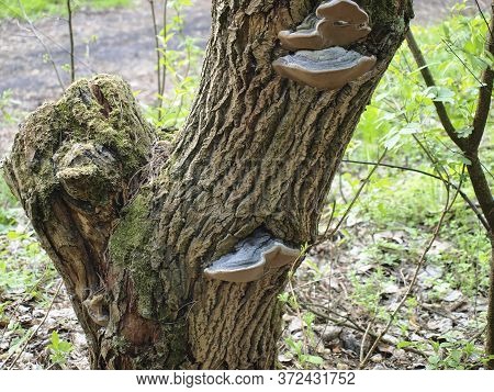 Huba, Parasitic Fungus On A Tree Trunk