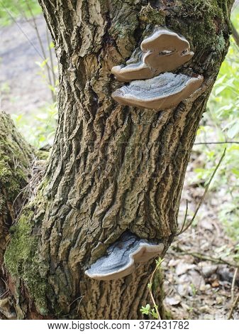 Huba, Parasitic Fungus On A Tree Trunk