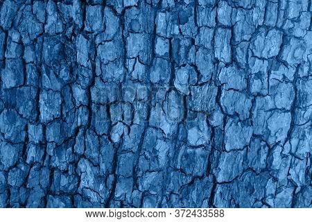 Wooden Cracked Tree Trank In Blue Tones As Natural Background. Detailed Botanical Layout
