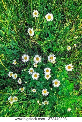 Blossom Chamomile On The Fild Top View