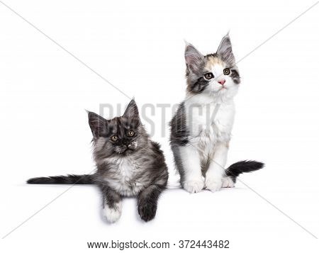 2 Cute Tortie  And Black Smoke Maine Coon Cat Kittens, Sitting \ Laying Beside Eachother. Looking To
