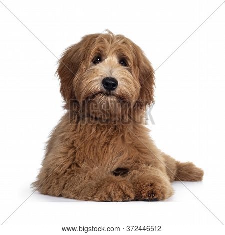 Adorable Red / Abricot Labradoodle Dog Puppy, Laying Down Facing Front, Looking Towards Camera With 