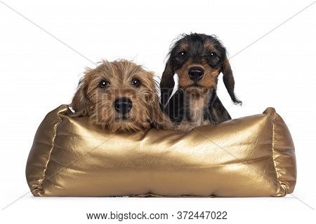 Two Adorable Wirehair Kanninchen Dachshund Puppies, Laying Over Edge And Sitting In Golden Basket. L