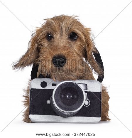 Adorable Wirehair Kanninchen Dachshund Pup, Wearing Toy Photo Camera Around Neck. Looking Straight A