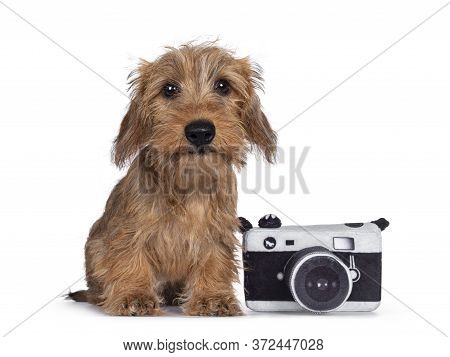 Adorable Wirehair Kanninchen Dachshund Pup, Sitting Beside Toy Photo Camera. Looking Straight At Cam