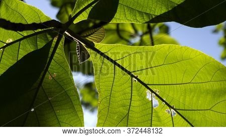 A Selective Focus Shot Of Terminalia Catappa Leaves With A Blue Sky Background
