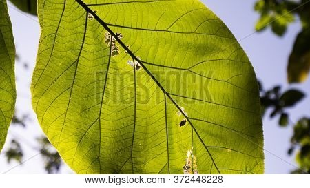 A Selective Focus Shot Of Terminalia Catappa Leaves With A Blue Sky Background