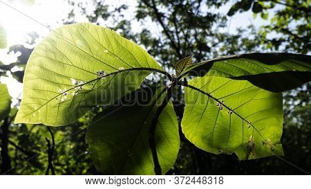 A Selective Focus Shot Of Terminalia Catappa Leaves With A Blue Sky Background