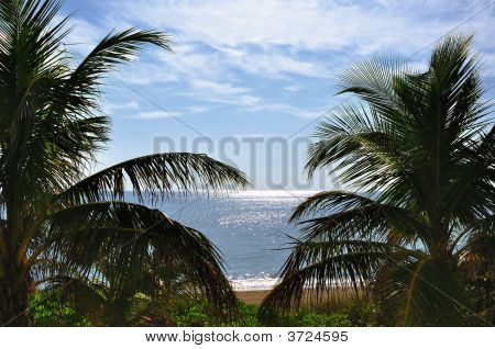 OceanView Beach v Hallandale