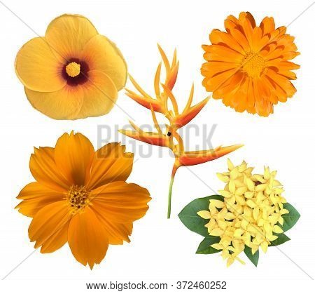 Set Of Beautiful Yellow Flowers Isolated On White Background
