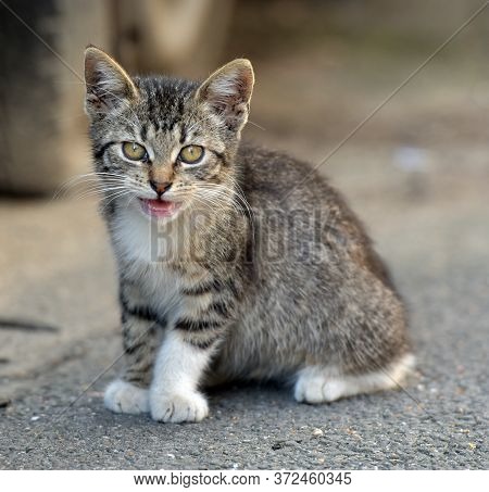 Little Kitten On The Street, Homeless Kitten