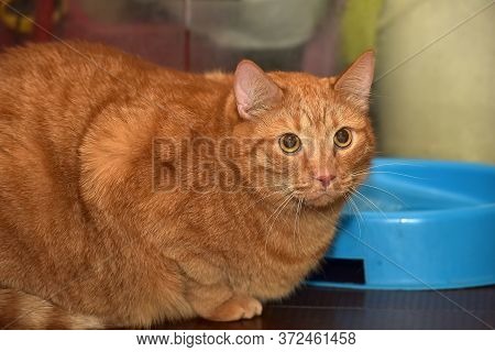 Very Thick Red Cat Sitting On The Floor