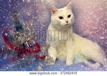 White Albino Cat On A Blue Background And New Year's Serpentine