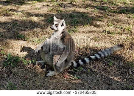 Lemur With A Huge Belly And A Long Tail.