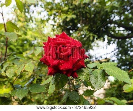 Red Rose After The Rain In Spring