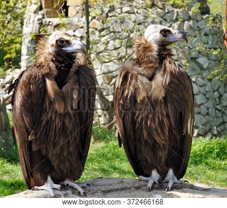 Two Young Vultures Look Around, Wild Nature