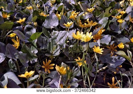 Carpet From The Beatiful Yellow Flowers In Wild Nature
