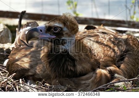 The Young Vulture Is Thinking About The Meaning Of Life.