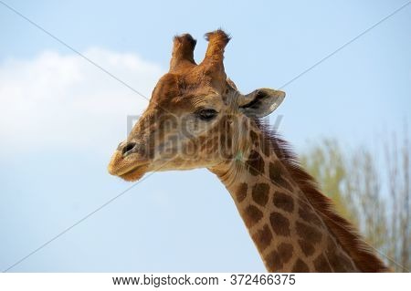 Giraffe Examines Small People, Wild Life Of Animals